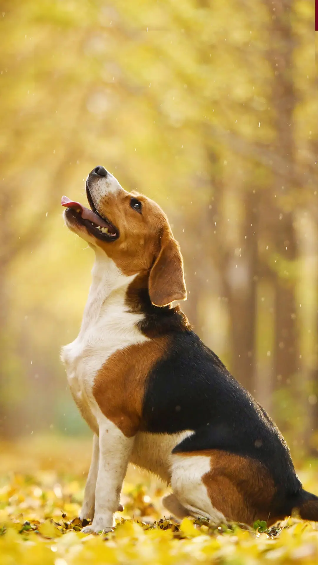 比格犬的磨人特点