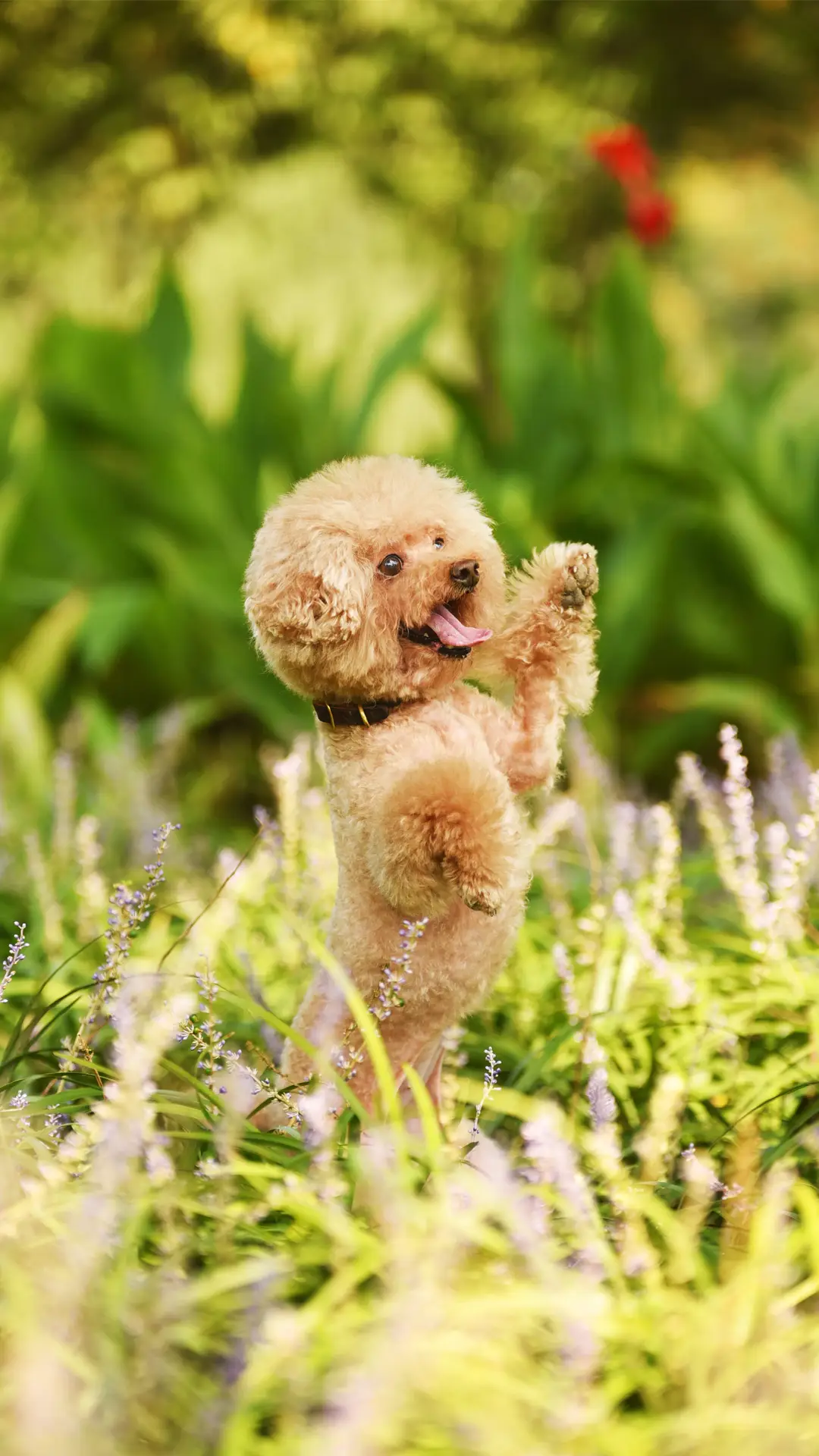 泰迪这只“心机狗”