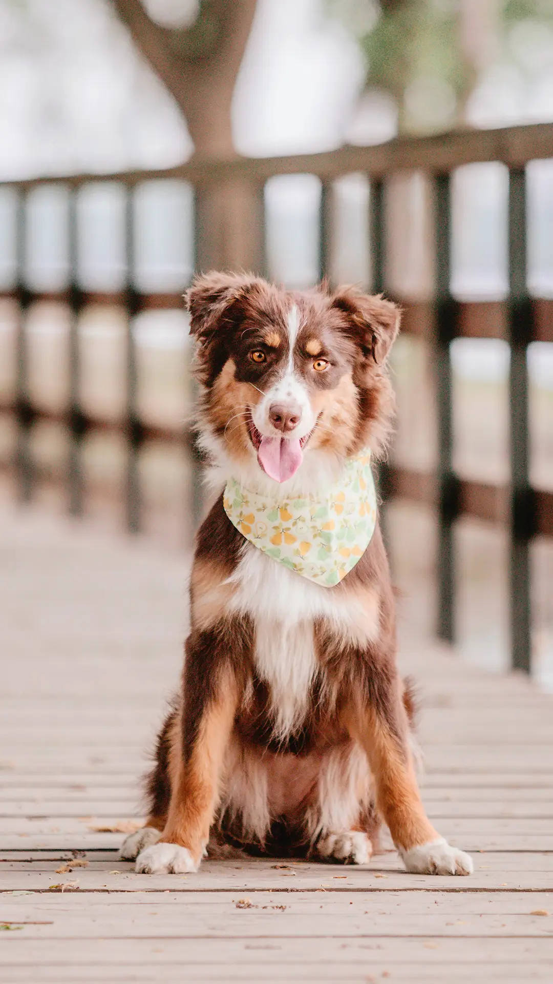 淘气狗狗-拍信图库 - Screenshot 1