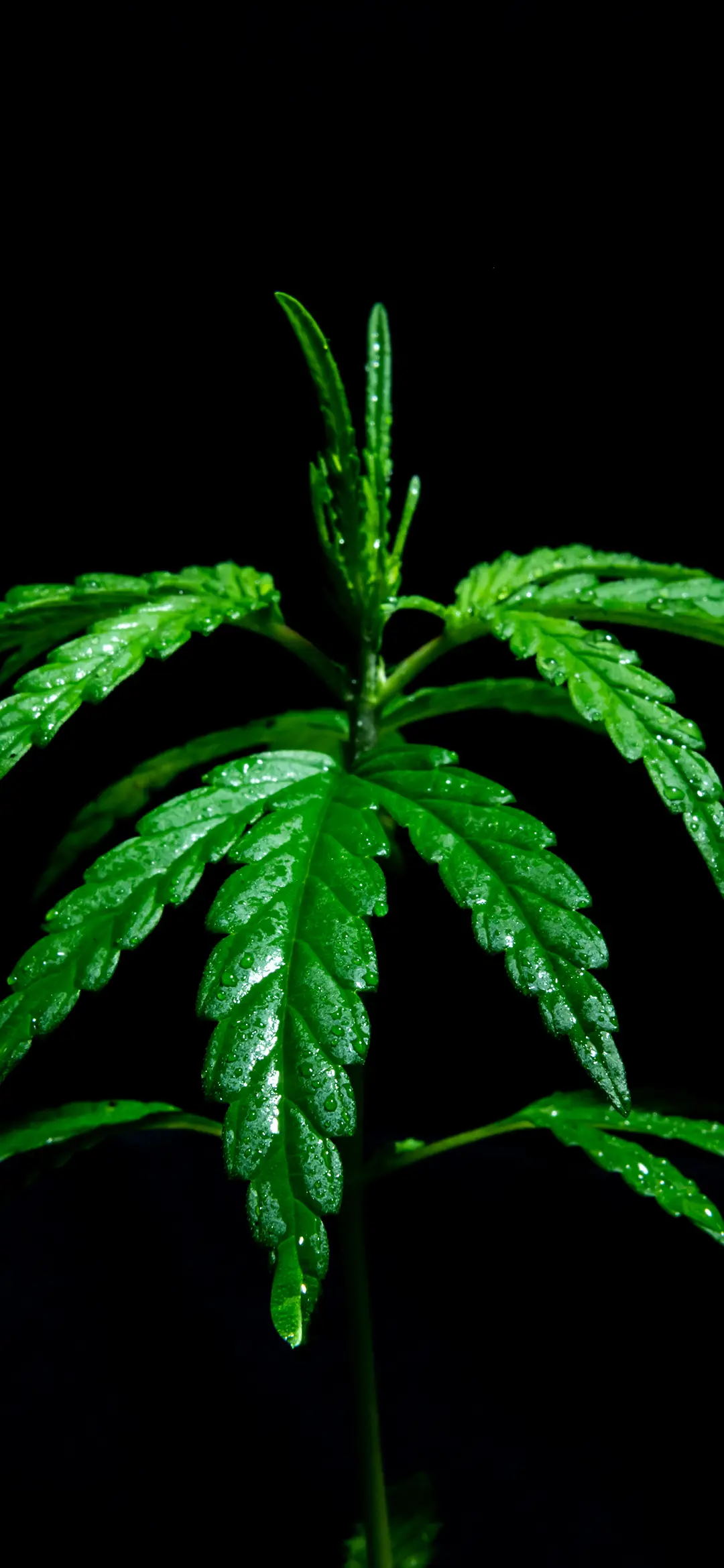 万物生长-拍信图库