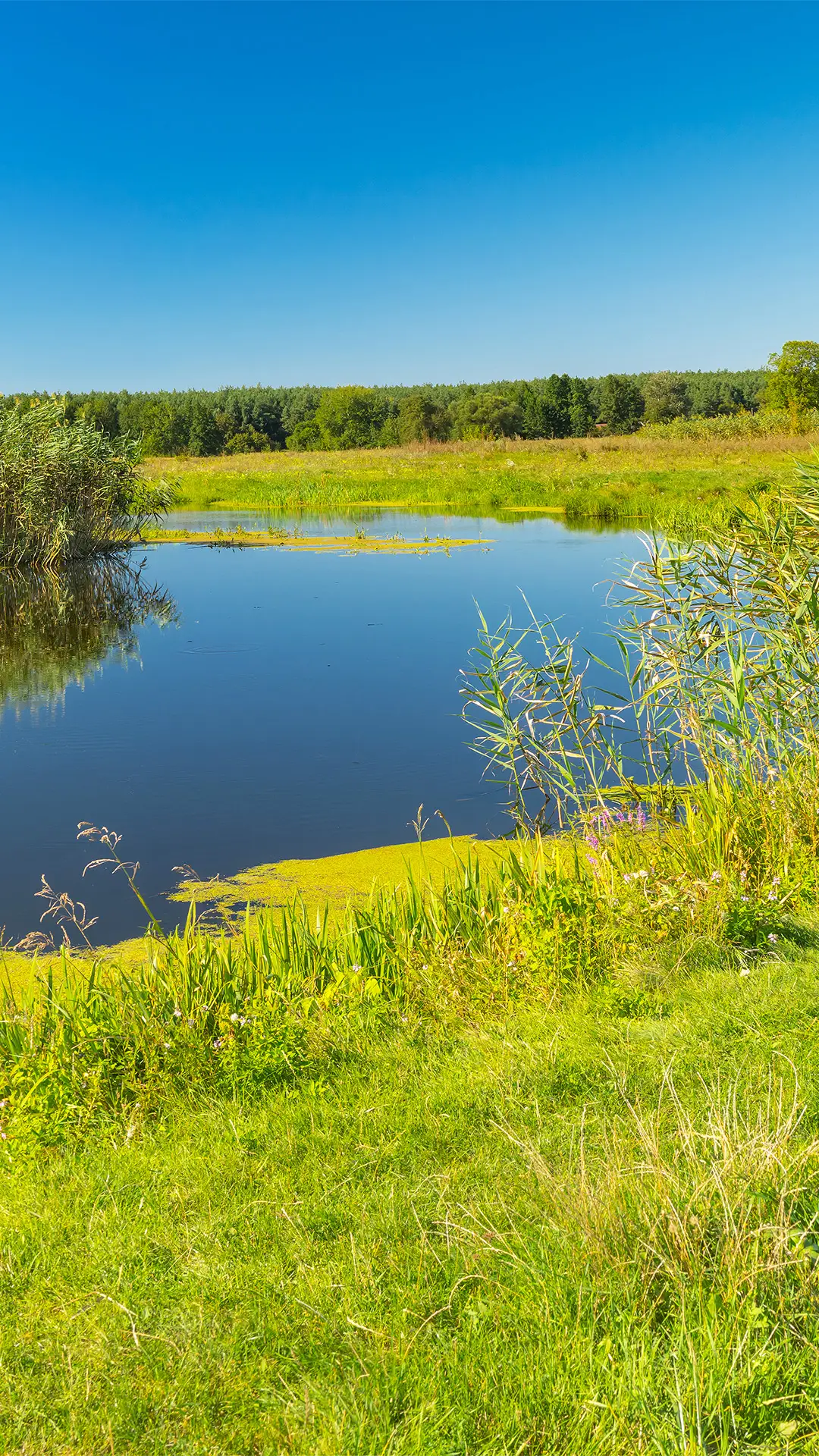 绿色护眼风景-拍信图库 - Screenshot 1