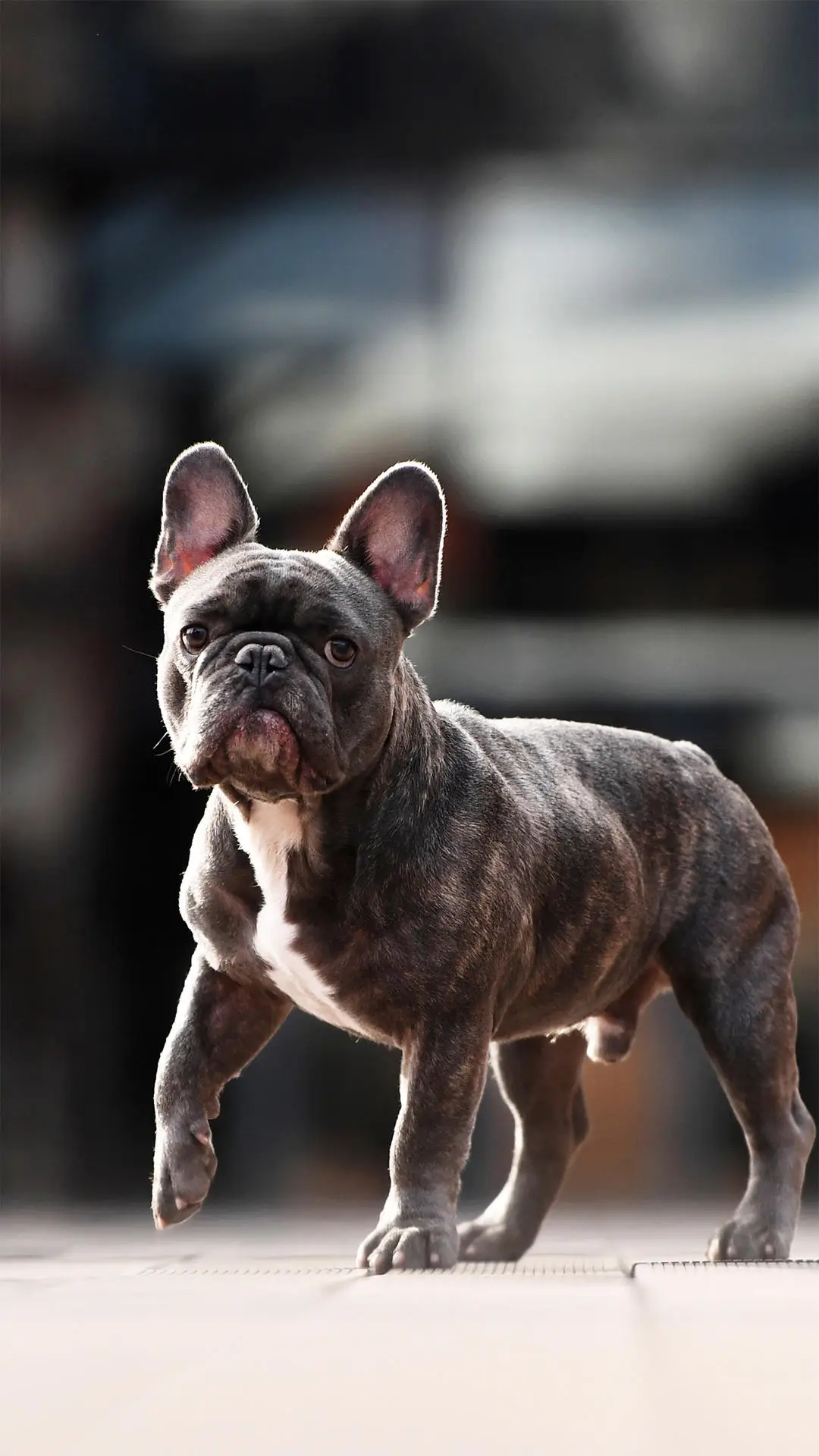 憨厚老实的法国斗牛犬 - Screenshot 1